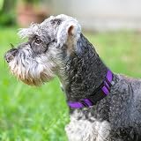 Joytale Reflective Dog Collar Nylon Neoprene Padded Medium Purple view 2