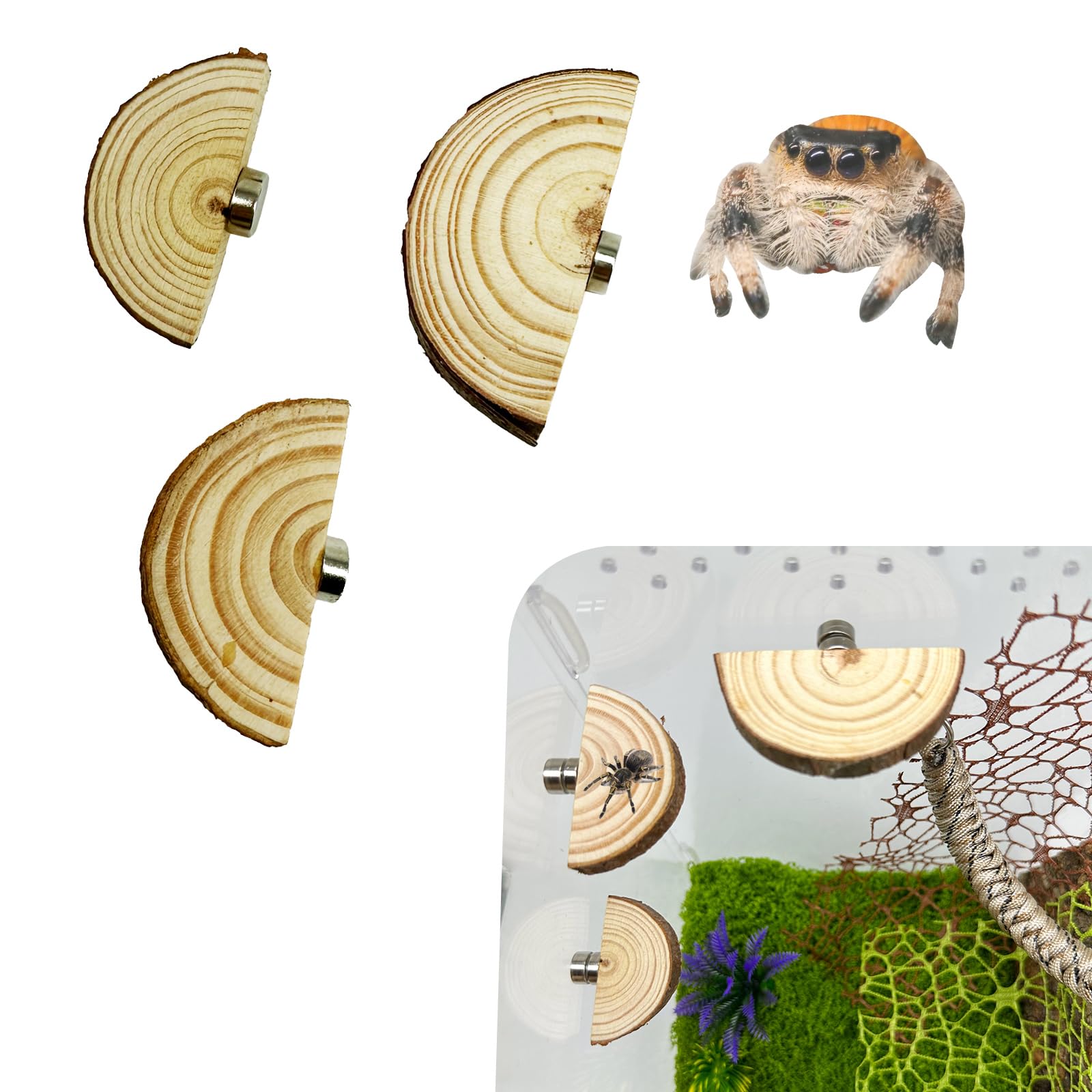 Photo 1 of Okueejur 3 Pack Jumping Spider Enclosure Ledges with Magnets Natural Pine Spiders Ledges Magnetic Ledge Ladder Pet Jumping Spider Accessories (Arch)