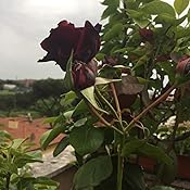 Rosa Eisvogel® Di Rose Barni® - Rosaio In Vaso Rifiorente Con Fiori Rosa Malva Sfumato Bronzo E Profumo Intenso - Foto 5