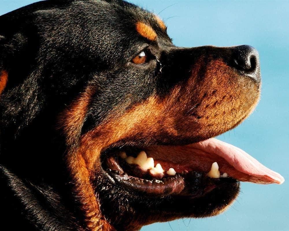 Wooden Jigsaw Puzzle 1000 Pieces,1000 Pieces Puzzle Riddles Puzzles for Adults Rottweiler Dog Portrait Decoration for The Home Game Gift Educational Toys for Children and Adults