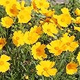 Outsidepride 5000 Seeds Perennial Lance-leaved Coreopsis Wild Flower Seeds for Planting