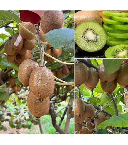Amazon.com : Bonsai Kiwi Tree Seeds for Planting | 50 Seeds
