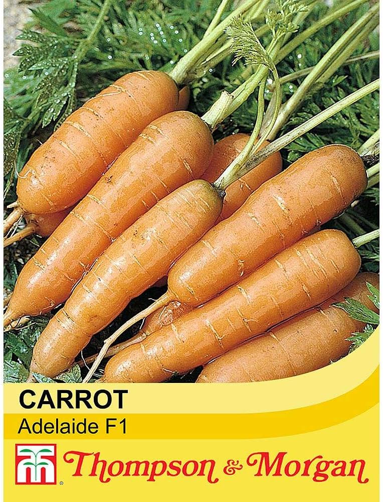 Carrot 'Adelaide' Seeds F1 Hybrid Hardy Annual Vegetable Garden Plants Spring Summer Autumn Veg Seed Packets Easy to Grow Your Own 1 Packet 400 Seeds by Thompson and Morgan - Image 3