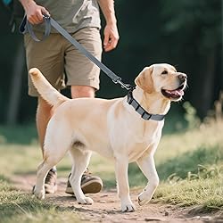 Joytale Reflective Dog Collar,Soft Neoprene Padded