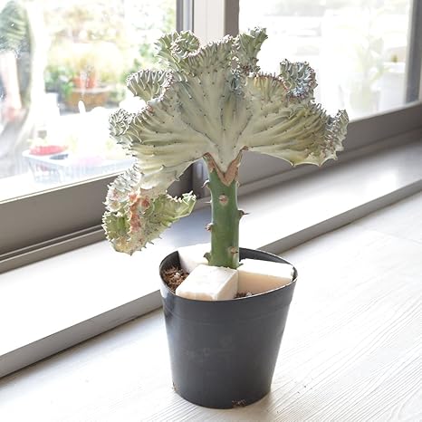 Amazon 相武ガーデン 多肉植物 ユーホルビア ラクティア マハラジャ 高さ 45cm 観葉植物 オンライン通販