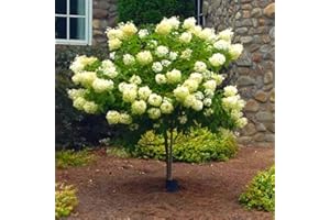 UIOTER Hydrangea Plant Live Tree, White Green Color Bloom, Well-Rooted Hydrangea Shrub Bush for House Planting Outdoor, 6-12" in Tall