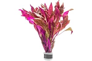 SubstrateSource Live Aquarium Red Stem Plants - Freshwater Aquatic Plant for Fish Tanks, Aquascaping - (Alternanthera Reineckii Rosanervig, 1 Bunch)