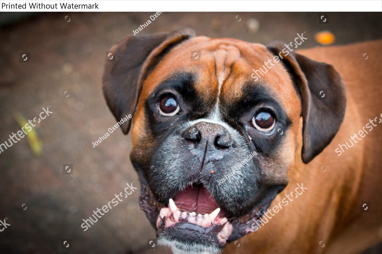 chewy dog food hill's science diet