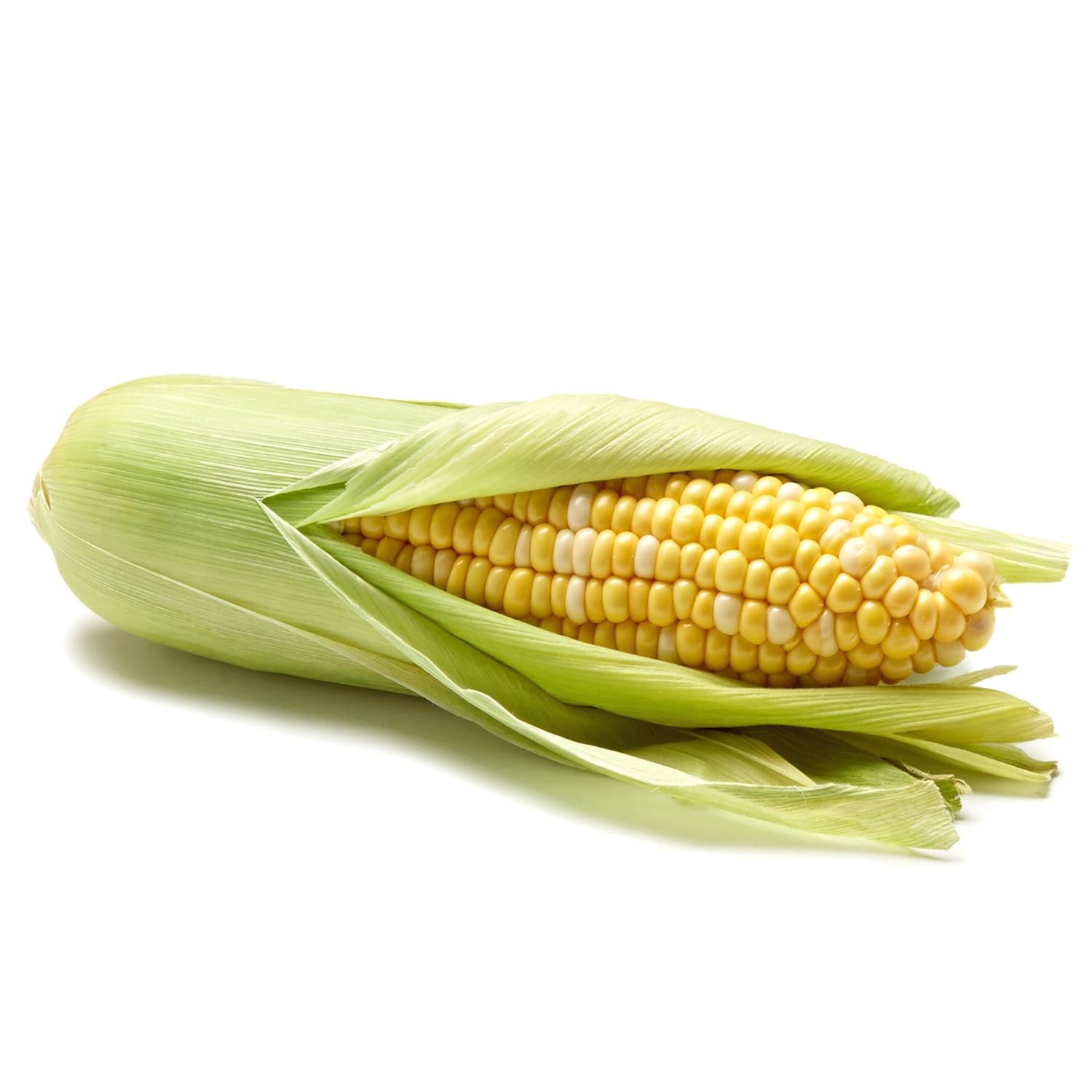 Bi-Color Corn, 1 Ear