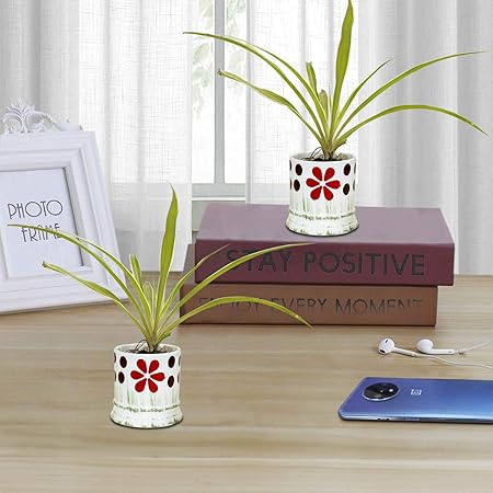Lasaki Indoor Air Purifier Chlorophytum Spider Plant With Siya green Root Ceramic Pot for Home Outdoor Plants ( set of 2)