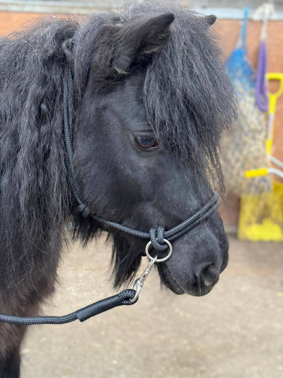 Rope headcollar with Reins for use of Bitless Horse Riding Full to Mini Shet 5 Colours (Black, Mini Shetland)