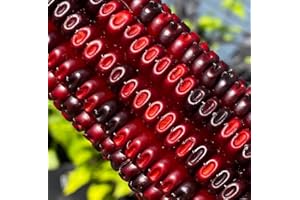 SHERWOODS SEEDS Jimmy Red Corn Famous Bootlegger Moonshine Grits Hominy Masa Corn Heirloom Premium 50+ Seed Packet