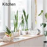 Plai 16 Pack Pesticide Free Fly Paper Strips Sticky Fly Catchers Indoor Outdoor view 3