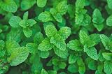 HERBAL AGE Mint Seeds Plants Grow Your Own Herb Garden Kit ~300 Seeds UK view 5