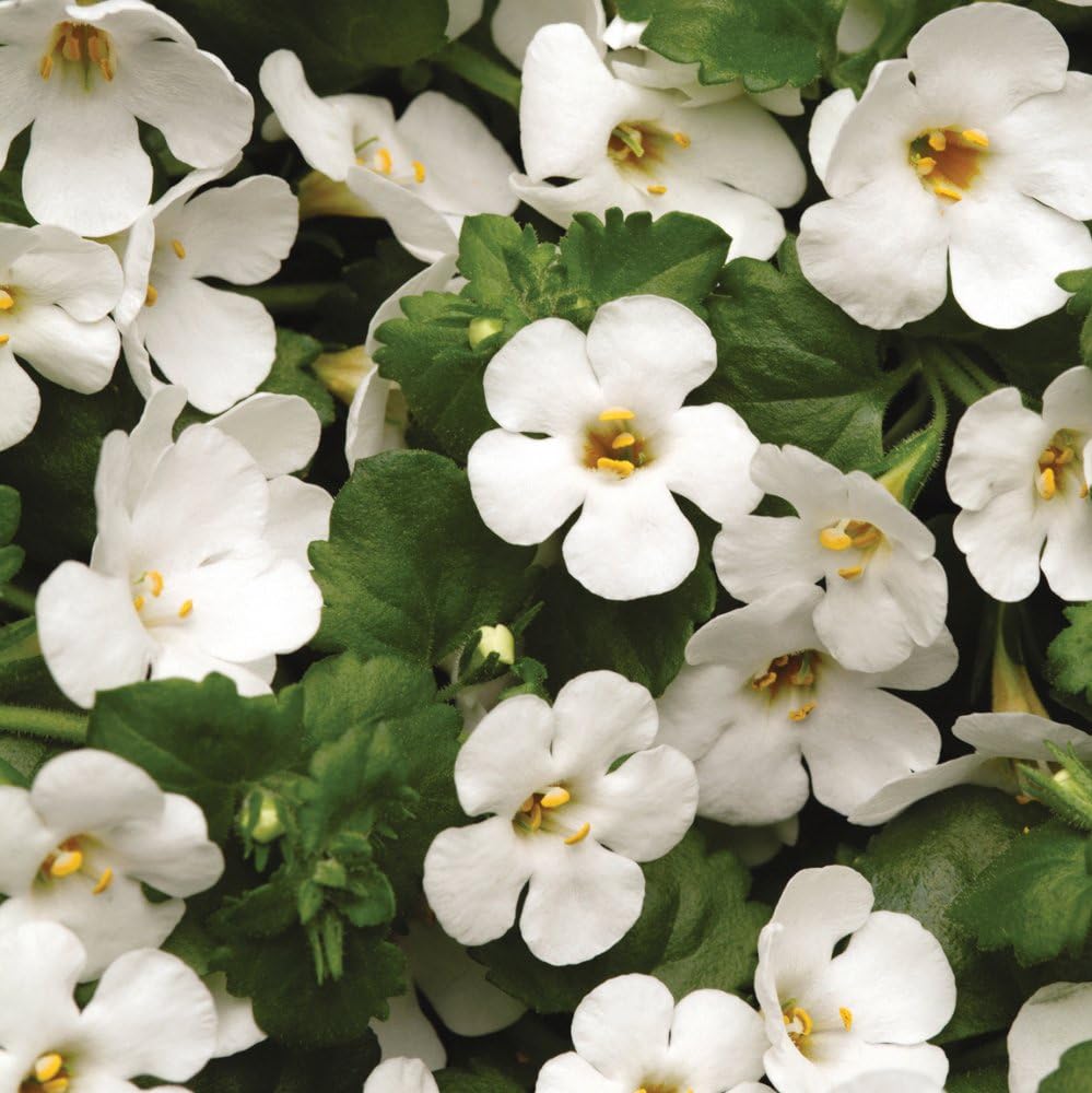 6 Patio Plug Plants Bacopa Abunda Colossal White