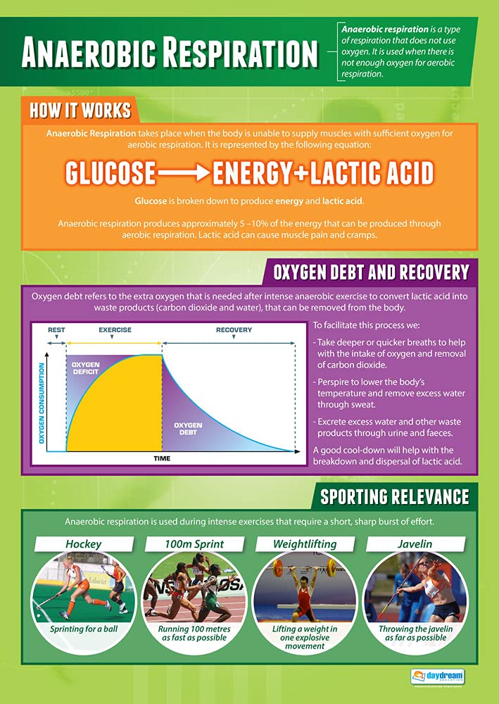 Daydream Education Anaerobic Respiration | PE Posters | Laminated Gloss Paper measuring 850mm x 594mm (A1) | Physical Education Charts for the Classroom | Education Charts