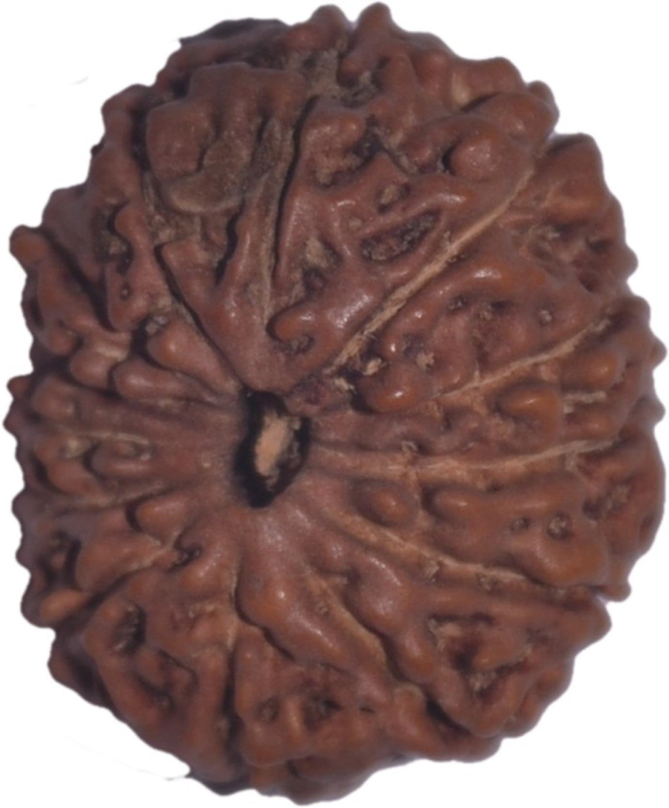 Maa Padma Natural Rudraksha Beads (1,2,3,4,5,6,7,8,9,10,11,12,13,14 Faced) Original Rudraksha Beads Himalayan Collections
