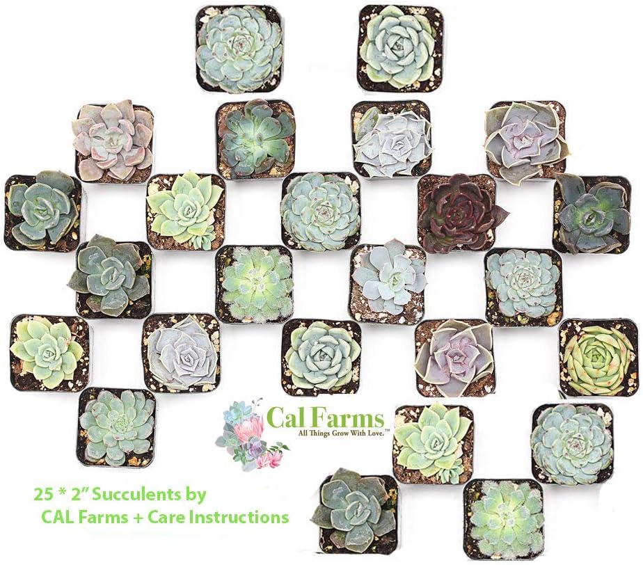 Best blue walls what color carpet