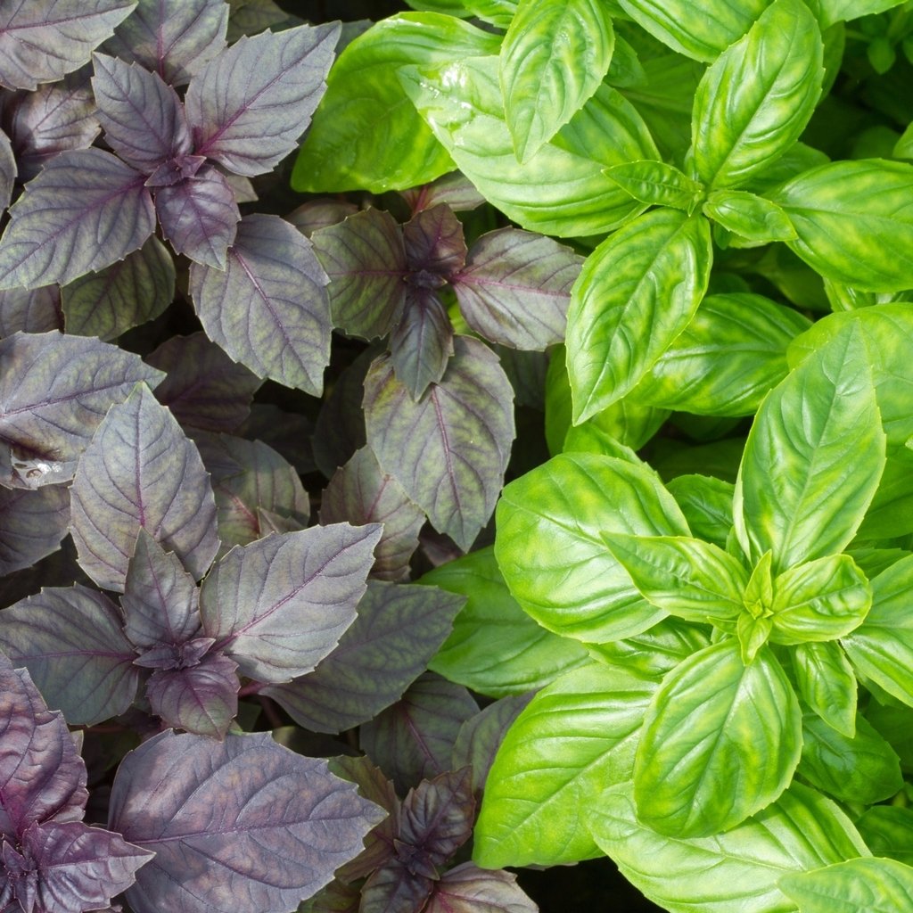 GROSEEDS - Herb Seeds, Basil - Basil Rubin, H-BAS-07, 310 Seeds Minimum Per Packet.