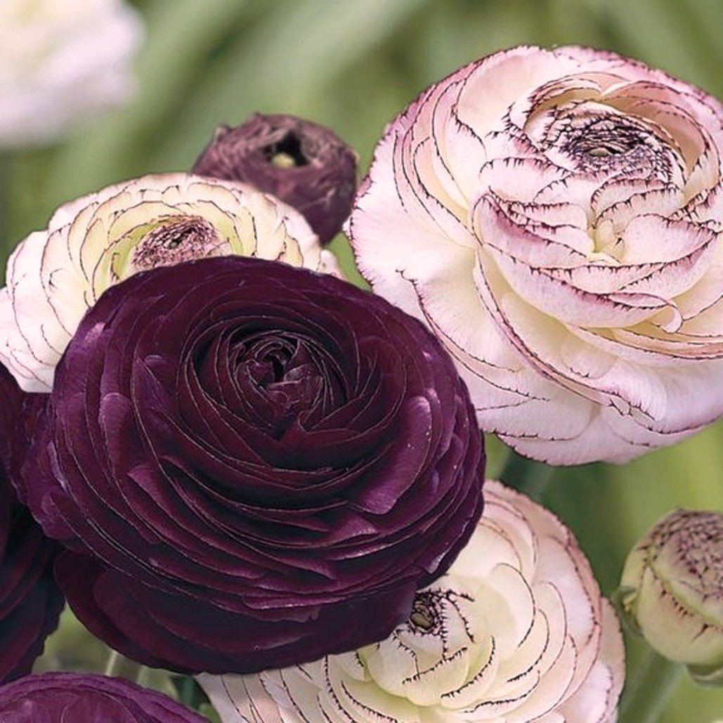10 RANUNCULUS PURPLE &amp; PICOTEE PINKPEONY LIKE HEADS