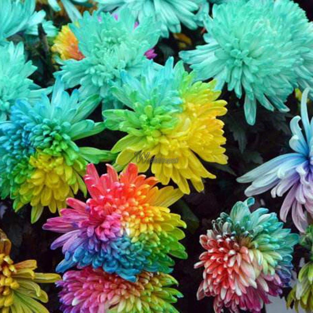 Portal Cool 2: 50Pcs cultivar un huerto casero deliciosas verduras ...