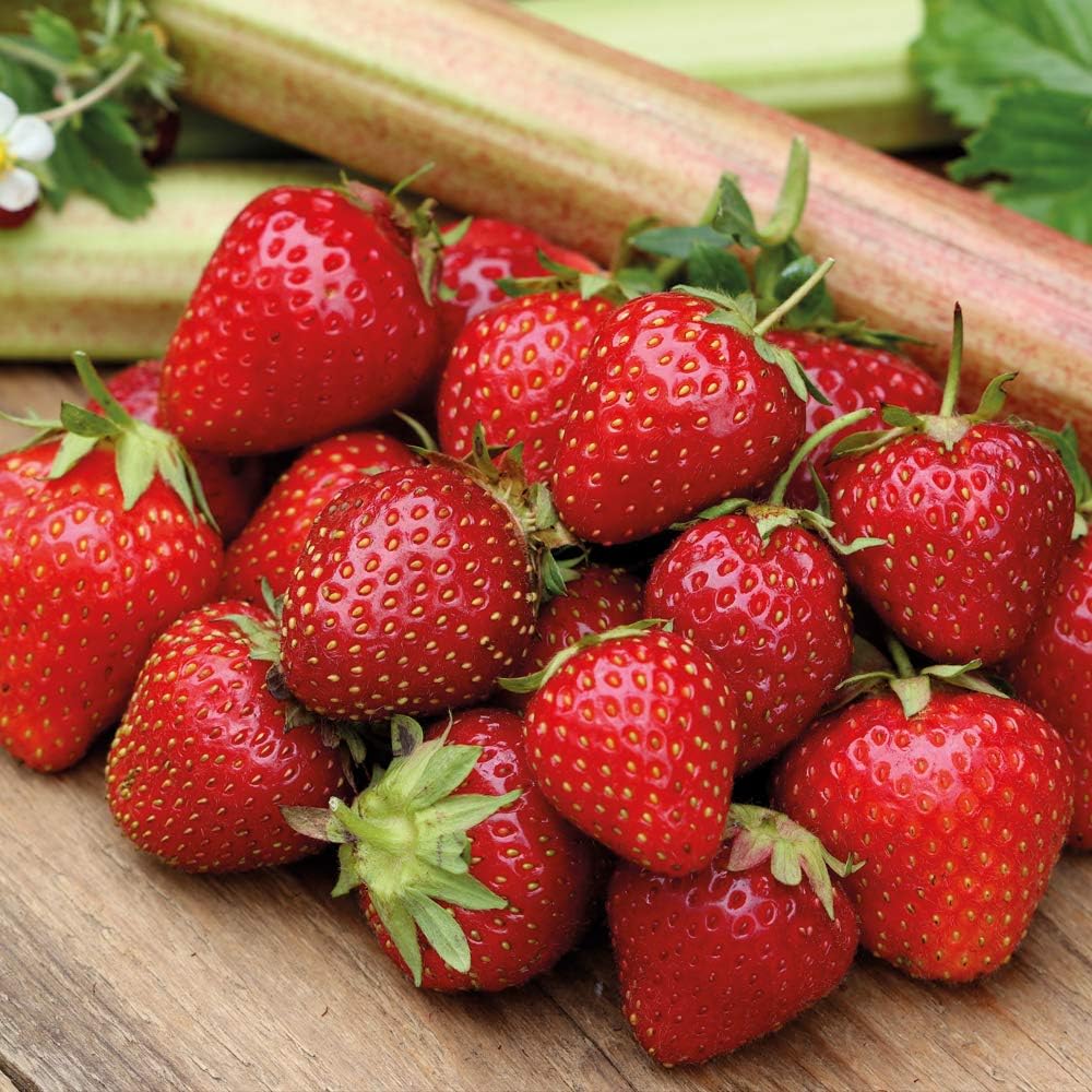 High Yielding Thompson & Hardy Perennial Strawberry ‘Cambridge Variety’ Bare Roots Garden