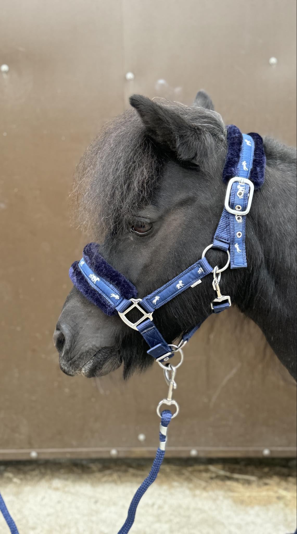 Equipride Horse Print Faux Lined Nylon Headcollars with Matching Lead Rope Navy (Shetland)