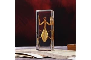 ABURRORI Taxidermy Praying Mantis Insect in Resin, 4.3 x 1.7 x 1.1 inches Real Bug Praying Mantis Specimens Animal in Resin Paperweights Specimen for Classroom Science Education Desk Decor (Praying Mantis)