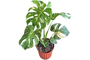 Tropical Plants of Florida Thai Constellation Monstera – Large 3 Gallon Live Plant, 24-28” Tall Including Pot, Rare Tropical Indoor Plant for Home Décor, Variegated Leaves, Shipped Fresh from Farm