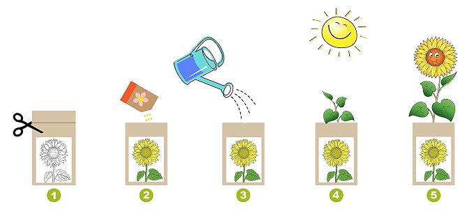 Kit Educo Girasol: Amazon.es: Jardín