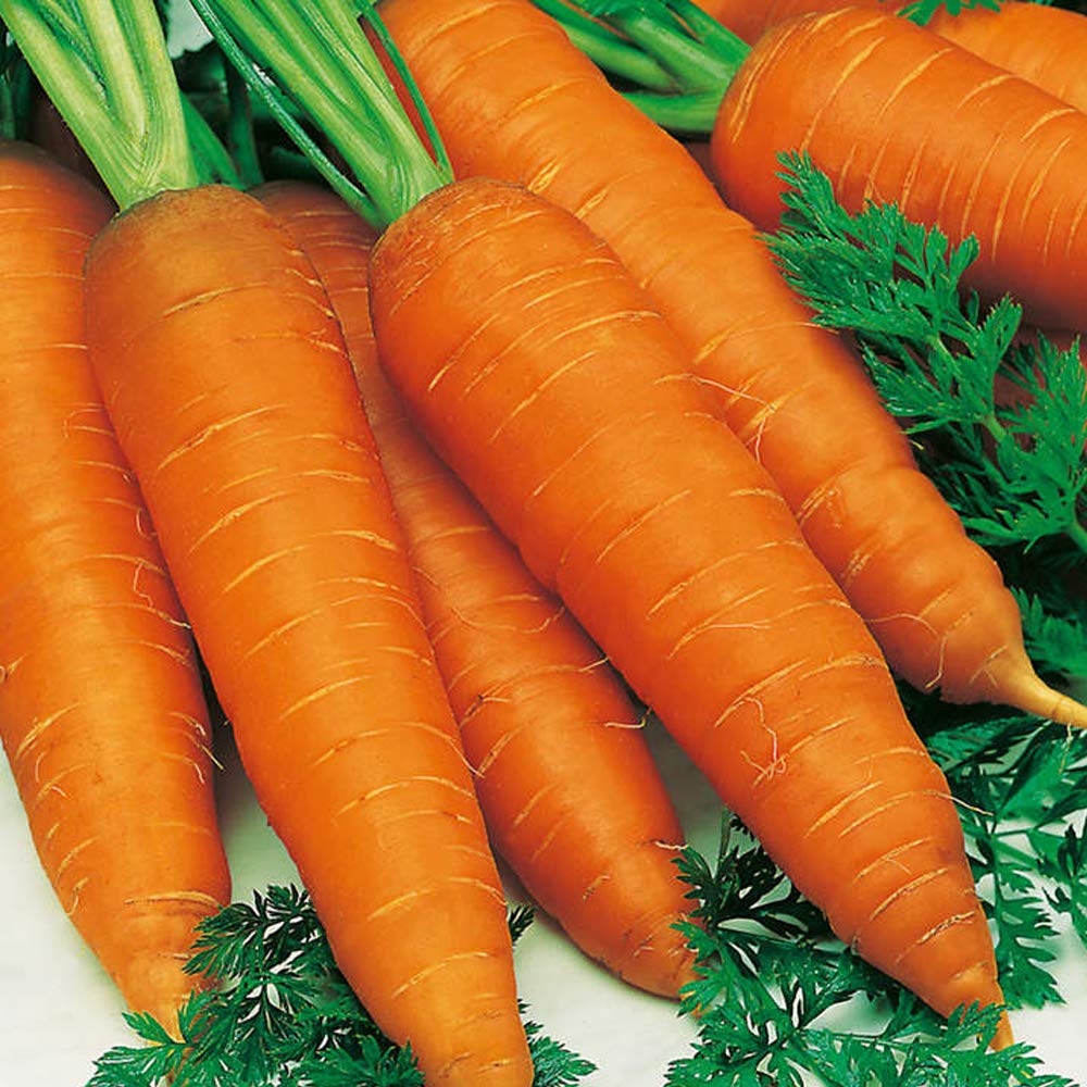 Carrot Autumn King 2 Seeds – Pack of 800 Seeds – Good for Cooking – Good for Storage – Late Lifted Roots – Large and Popular Variety - Grow in Your Kitchen Garden