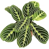 Lemon Lime Prayer Plant - Maranta - Rare Variety 4'' from California Tropicals