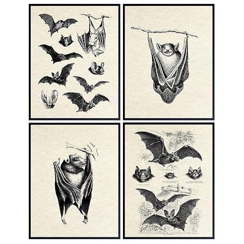 Bats Wall Decor Bat Decorations Bat Decor for Home