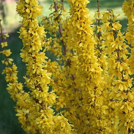 Potted Hardy Garden Shrub Forsythia Low Maintenance Shrub Compact Variety Yellow Flowers In Spring Gardens Outdoors Forsythia Mikador Plant In An 8cm Pot By Thompson Morgan 1 Amazon Co Uk Garden