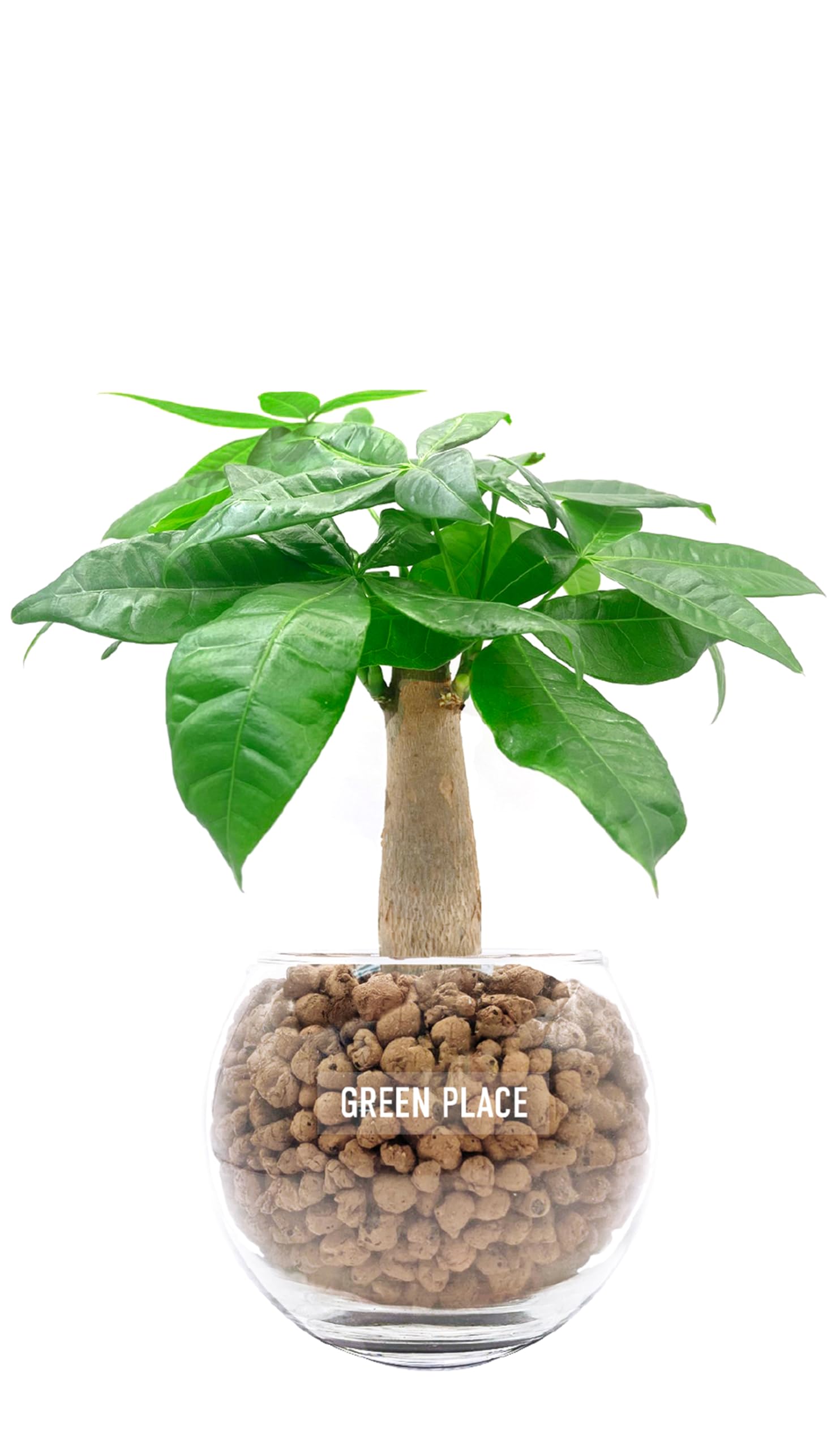 GREEN PLACE パキラ ミニ 観葉植物 本物 【鉢 × 植え込み材を選べる】 ハイドロカルチャー バルーン鉢 TN商品画像