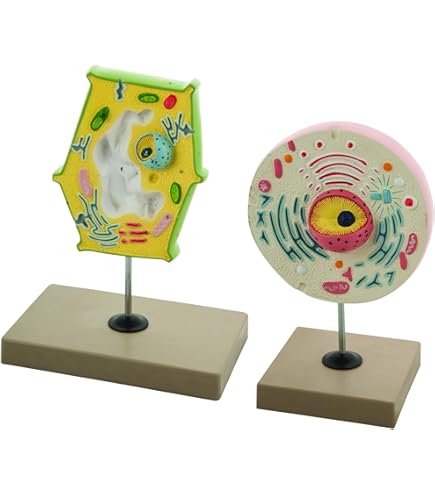 Amazon.com: KDOFIO 4D Vision Snails Anatomy Model, 32 Detachable