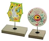 EISCO Plant vs. Animal Cell Model Set, 6" Display