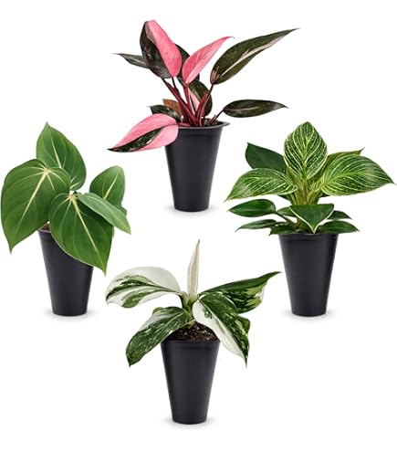 Amazon.com : BubbleBlooms Philodendron White Princess, Philodendron  Erubescens Hybrid in 2 inch Pot : Patio, Lawn & Garden