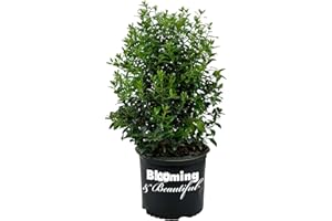 Blooming & Beautiful - Christmas Jewel Holly - 3 gal - Evergreen Shrub - Dark Green Foliage - Bright Red Berries in Winter - Self Pollinates - Zones 6-9 - Ilex x 'HL 10-90' PP14477-3 Gallon Pot