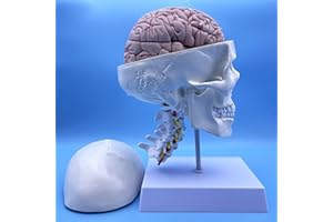 QSMYS Human Skull and Brain with Cervical Vertebra Anatomy Model, Life Size Anatomical Model for Science Classroom Study Display Teaching Model