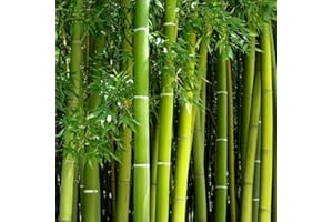 VISTATU 300+ PCS Green Bamboo Seeds for Planting Exotic Bamboo Seed Fast Growing Giant Bamboos Privacy Screen