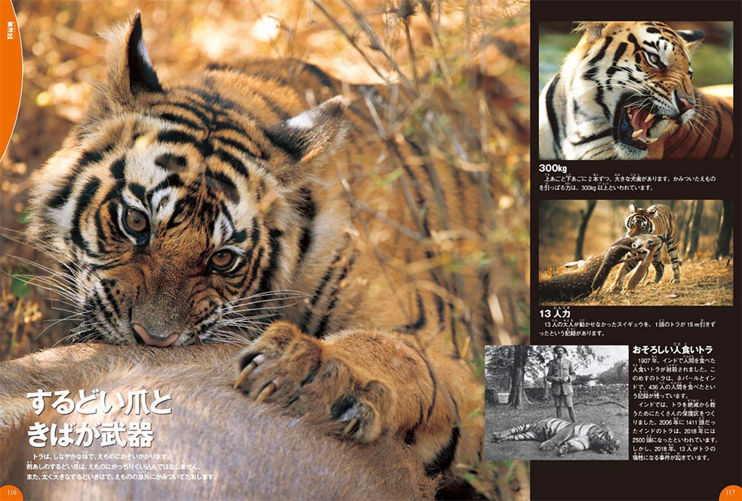 ジャングルの生き物 学研の図鑑 Live 19 Amazon Com Books