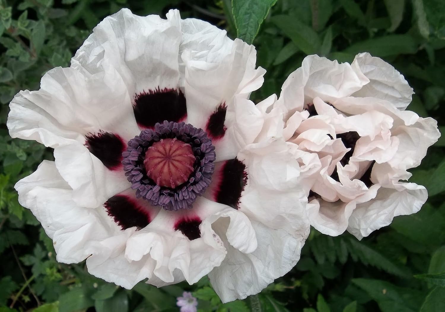 2 x PAPAVER POPPY ORIENTALE CHECKERS WHITE POPPY PLANTS GROWING WELL IN