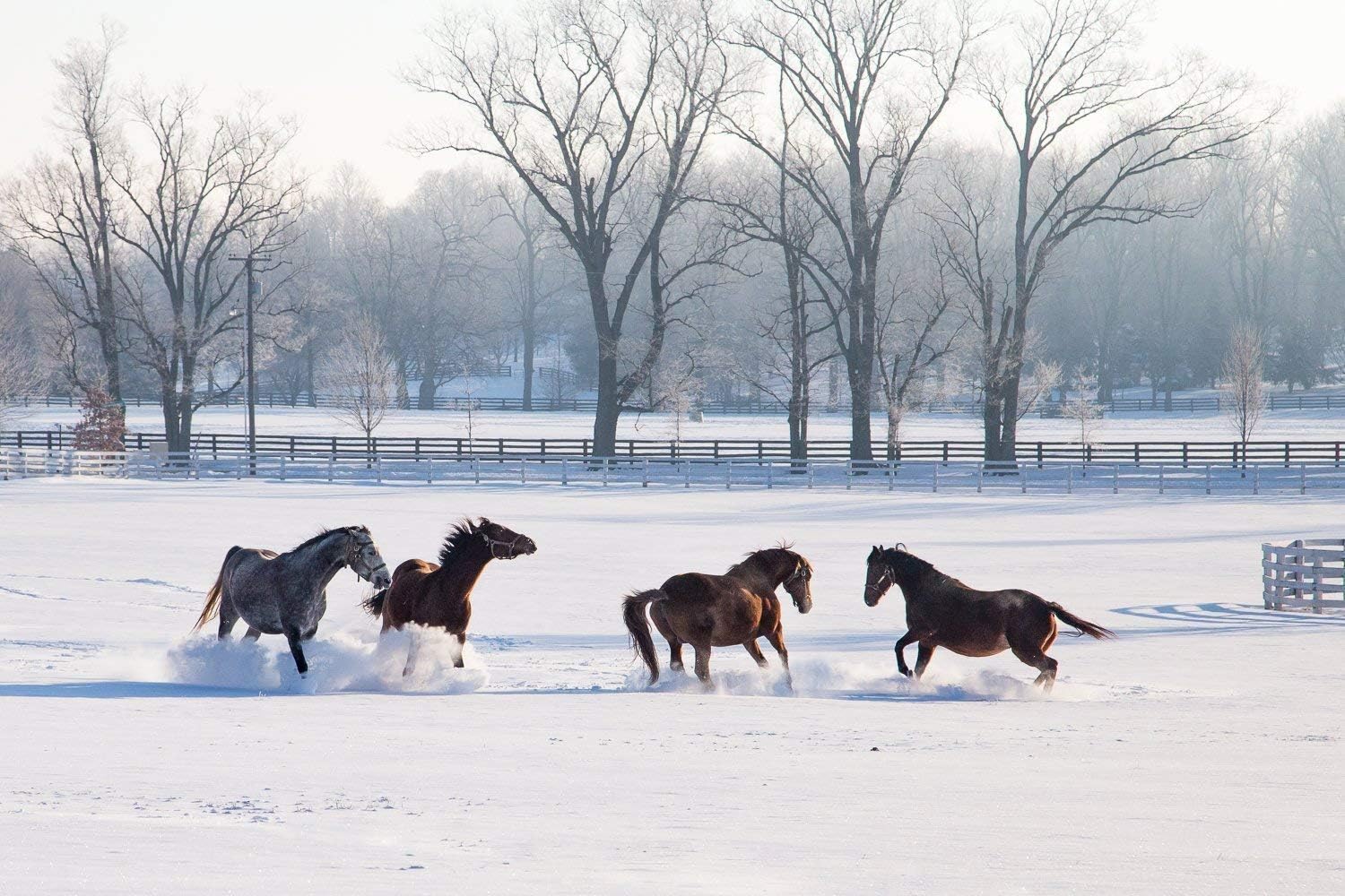 Photographs - Horse Wall Art Photography Print - Picture of Horses in the Snow at Thoroughbred Horse Farm - Kentucky - Artwork for Home Decoration
