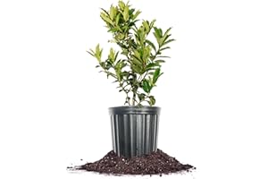 Perfect Plants Oakleaf Holly Live Plant, 1-2ft, Includes Care Guide