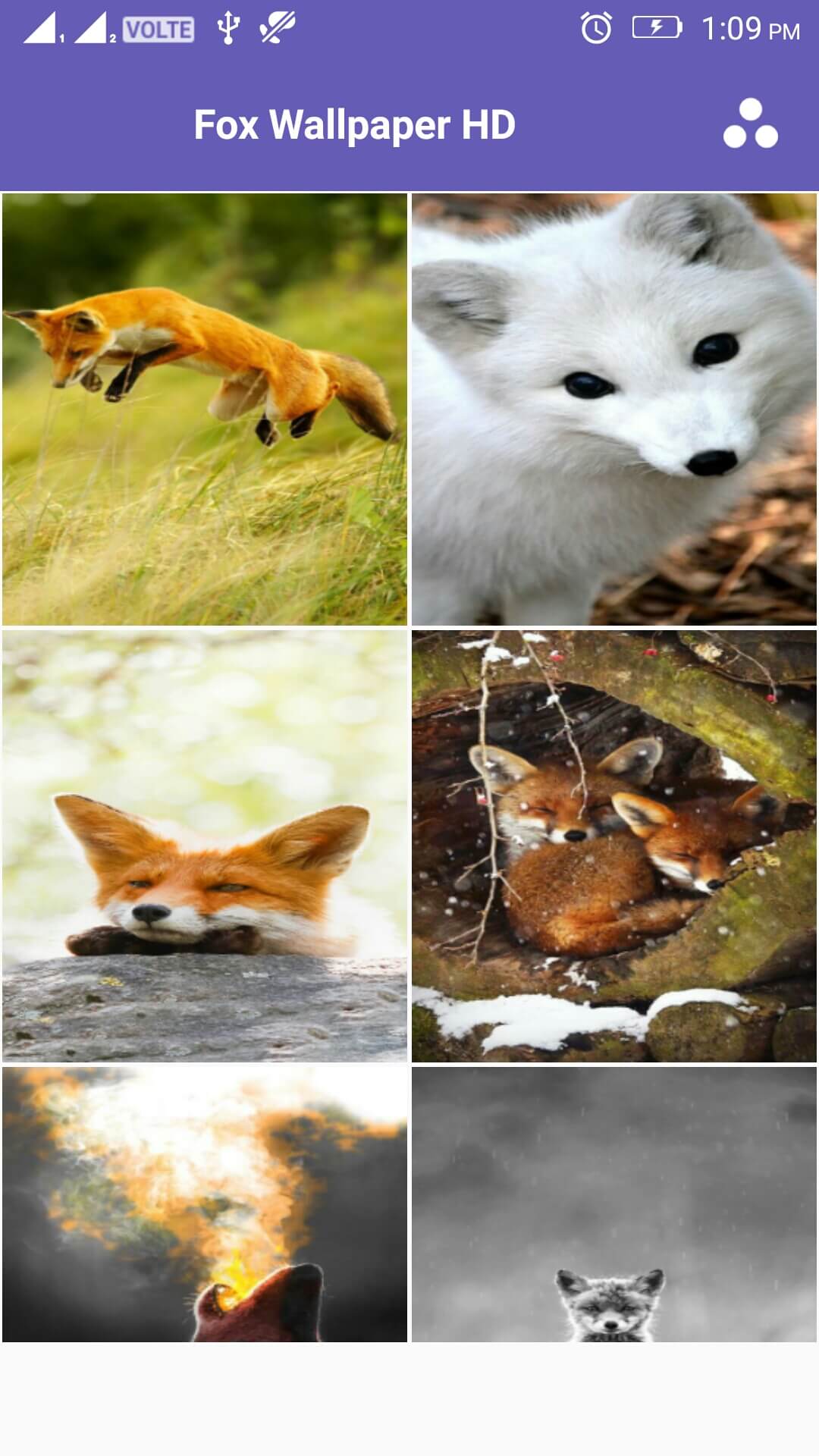 Fox 4k Wallpaper Amazonca Appstore For Android -