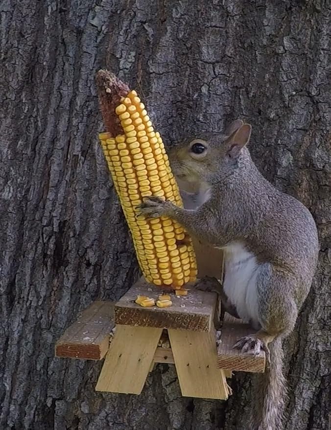 Amazon Com Picnic Table Squirrel Feeder Garden Outdoor