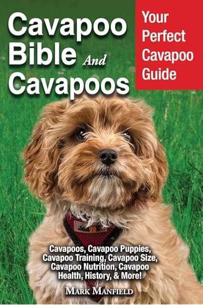cavapoo potty training
