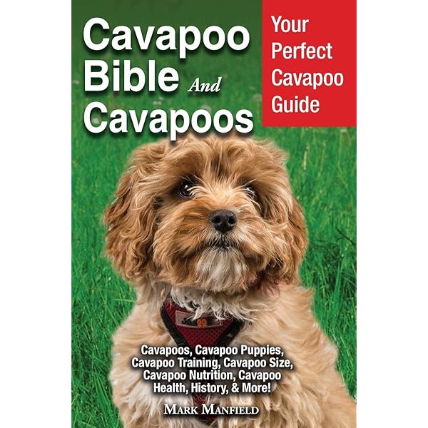 Cavapoo Training Guide How To Quickly Properly Train Your Cavapoo Puppy