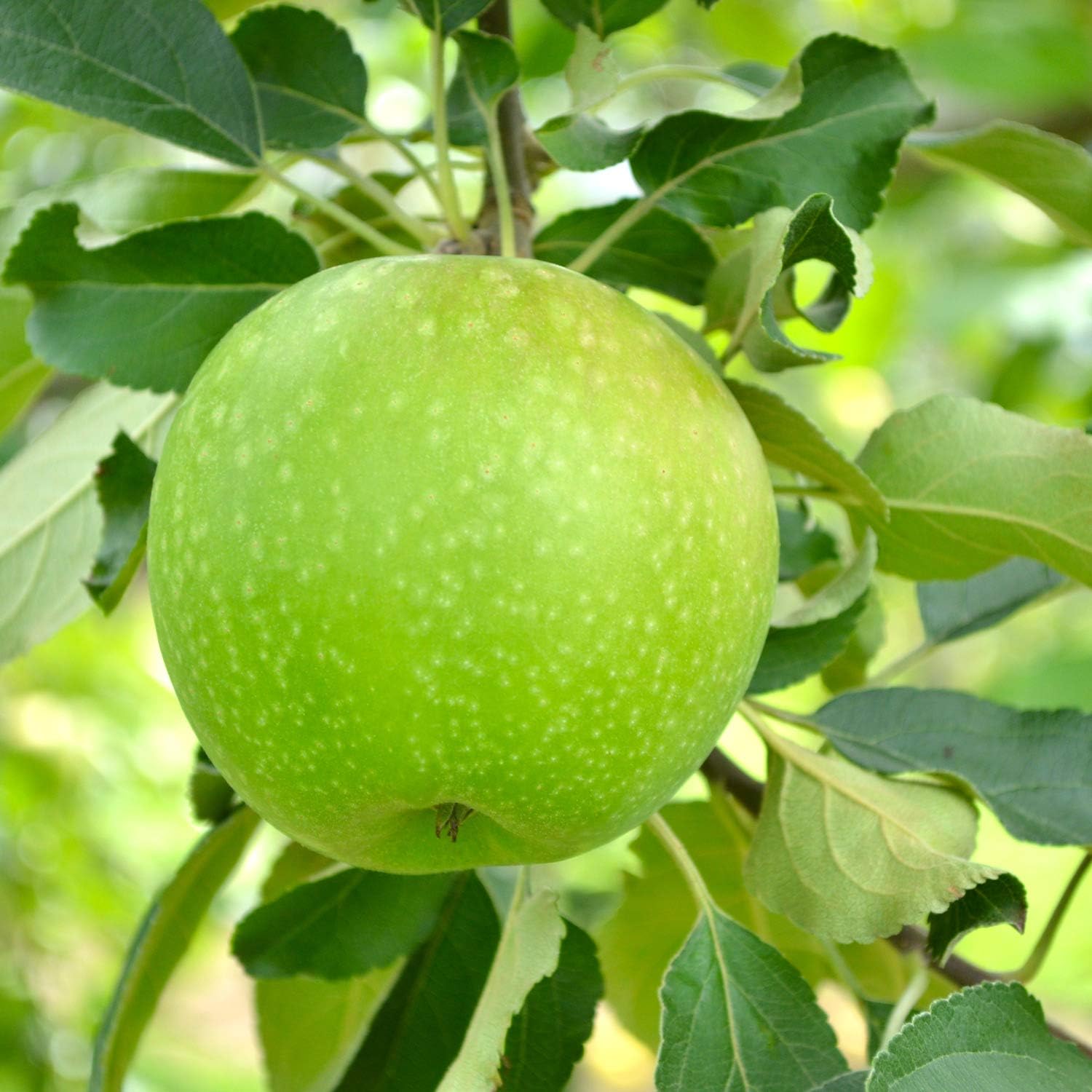 発掘商会グラニースミス